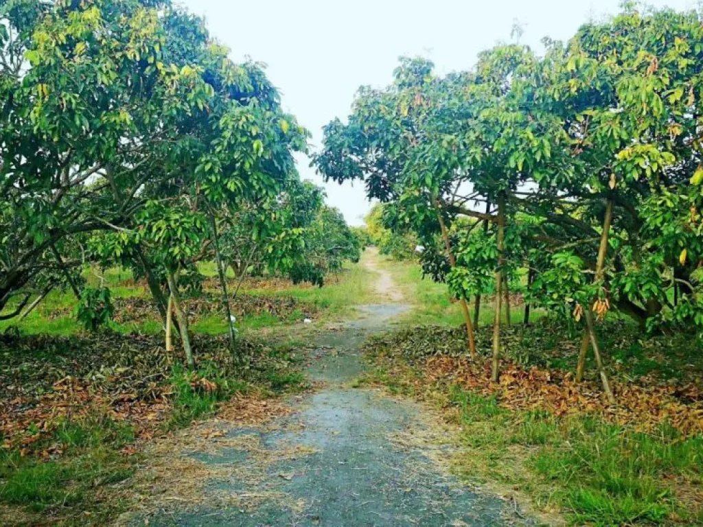 ขายที่ดินพร้อมสวนลำไย แม่กุ้งหลวง ตำบลทุ่งต้อม อำเภอสันป่าตอง เชียงใหม่