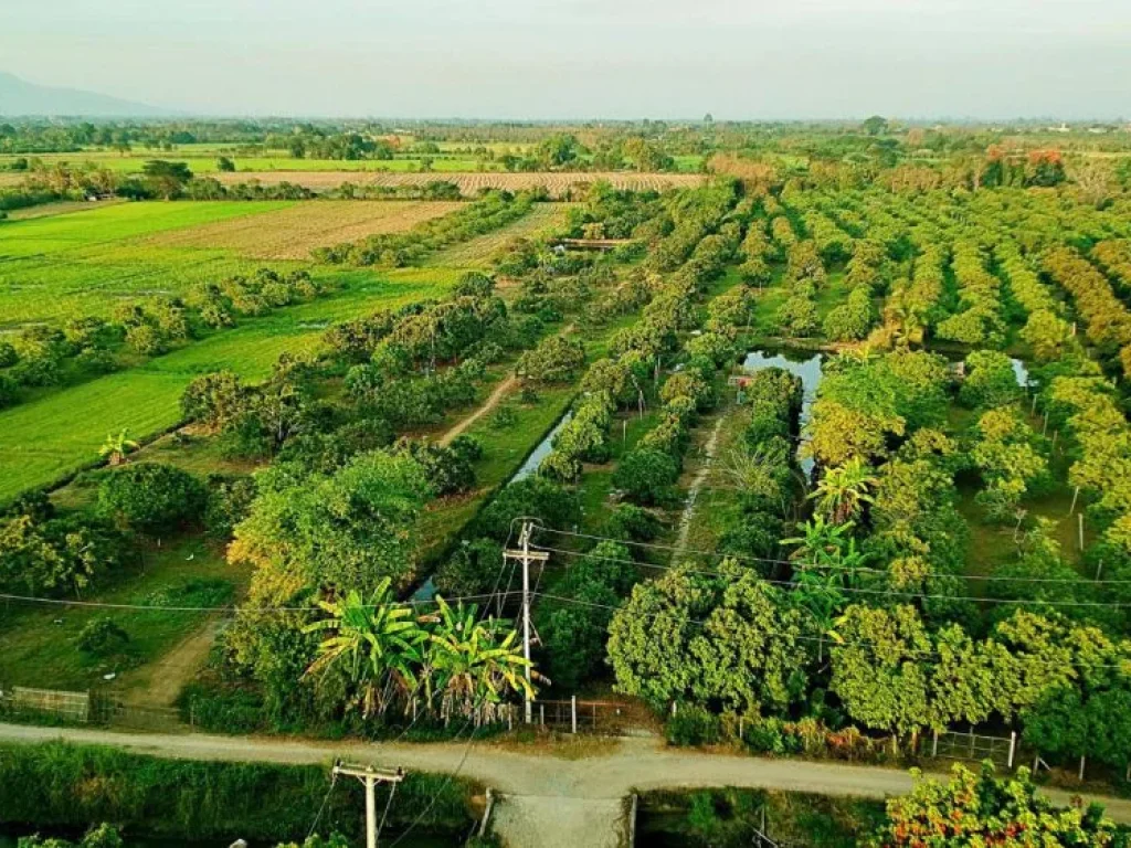 ขายที่ดินพร้อมสวนลำไย แม่กุ้งหลวง ตำบลทุ่งต้อม อำเภอสันป่าตอง เชียงใหม่