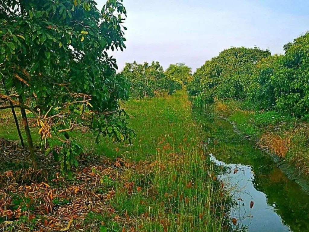 ขายที่ดินพร้อมสวนลำไย แม่กุ้งหลวง ตำบลทุ่งต้อม อำเภอสันป่าตอง เชียงใหม่