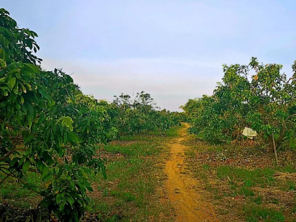 ขายที่ดินพร้อมสวนลำไย แม่กุ้งหลวง ตำบลทุ่งต้อม อำเภอสันป่าตอง เชียงใหม่