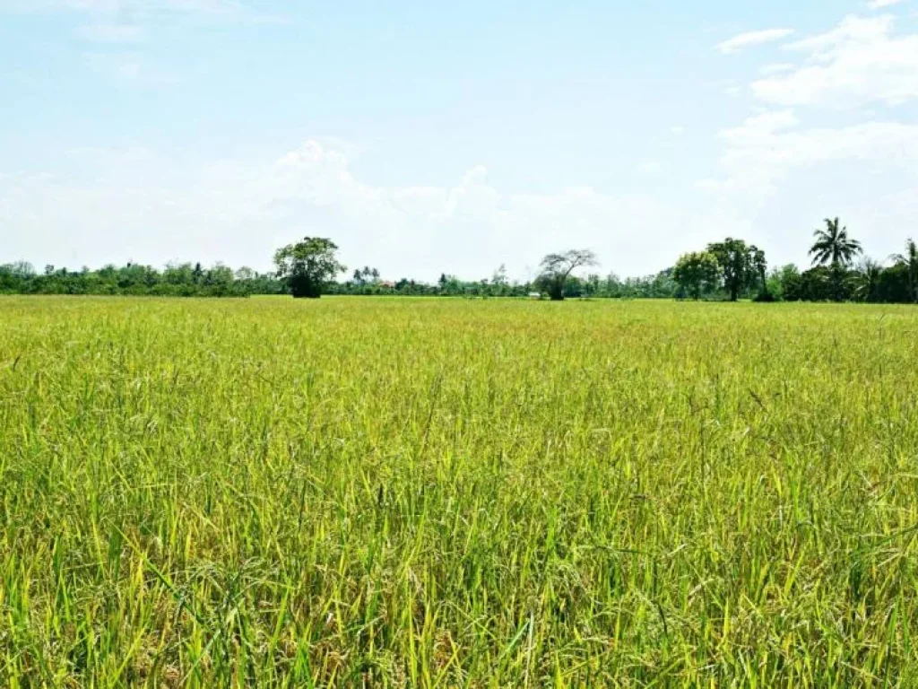 ขายที่นา ตำบลป่าบง อำเภอสารภี จังหวัดเชียงใหม่ ถนนสันกำแพงสายใหม่