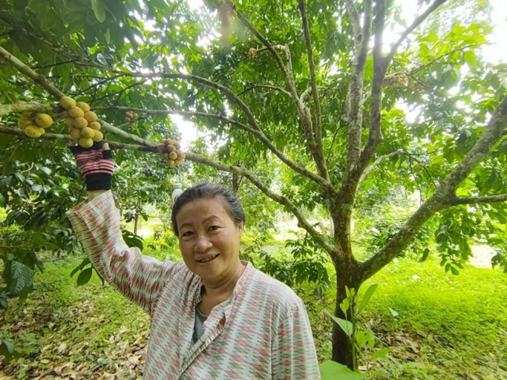 ขายขาดทุน สวนทุเรียน สวนลองกอง 34 ไร่ สวนผสมที่ฮิตฮอตของชาวลับแล อุตรดิตถ์