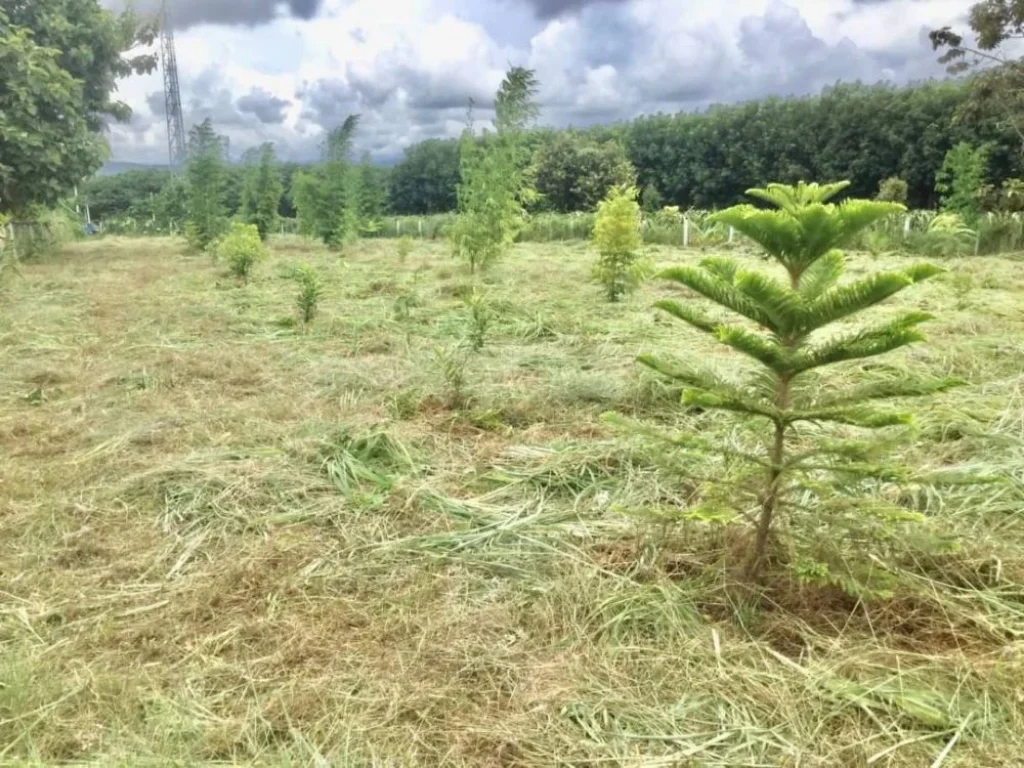 ขายที่ดินติดถนนทางหลวงชนบท อด่านช้าย เลย