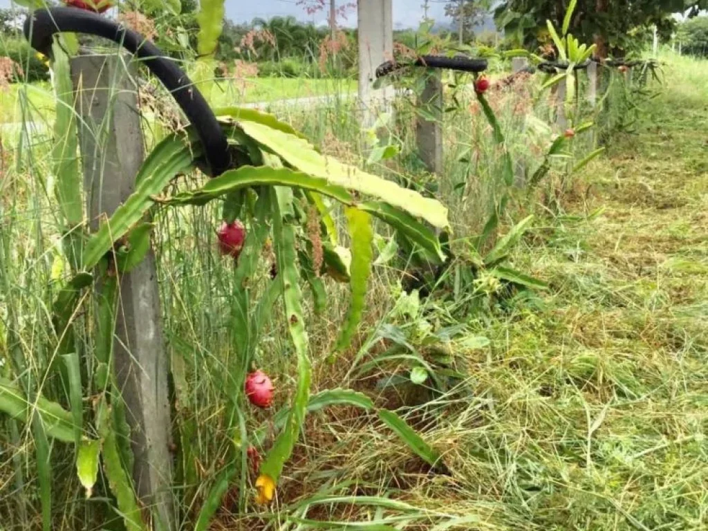 ขายที่ดินติดถนนทางหลวงชนบท อด่านช้าย เลย