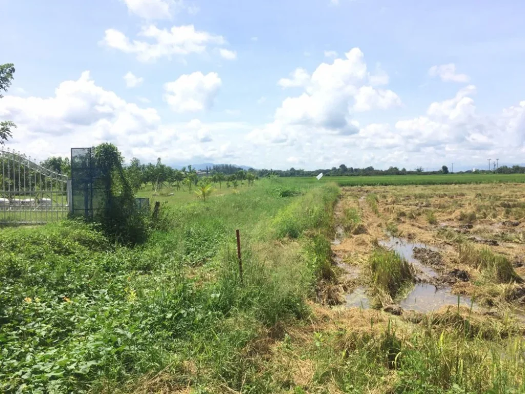 ดินดีน้ำดี ที่นามีโฉนดเกือบ4ไร่ ขายยกแปลง890000บาทพร้อมโอน