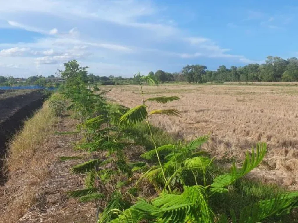 ที่ดินเปล่า ซอยร่วมพัฒนา 6 ลำผักชี หนองจอก กรุงเทพ