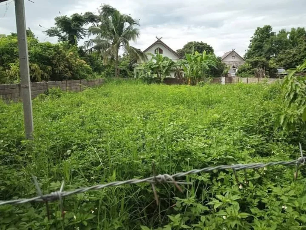 ขายที่ดินติดถนนซอยค้าขายได้ หนองป่าครั่ง กลางเมืองเชียงใหม่