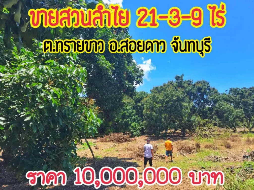 ขายสวนลำไย 21-03-92ไร่ มีสระน้ำขุด ตทรายขาว อสอยดาว จันทบุรี