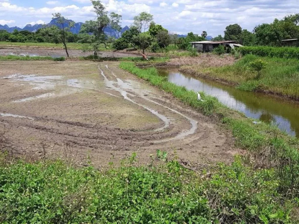 ที่ดิน 8ไร่ สระบุรี หนองบัว