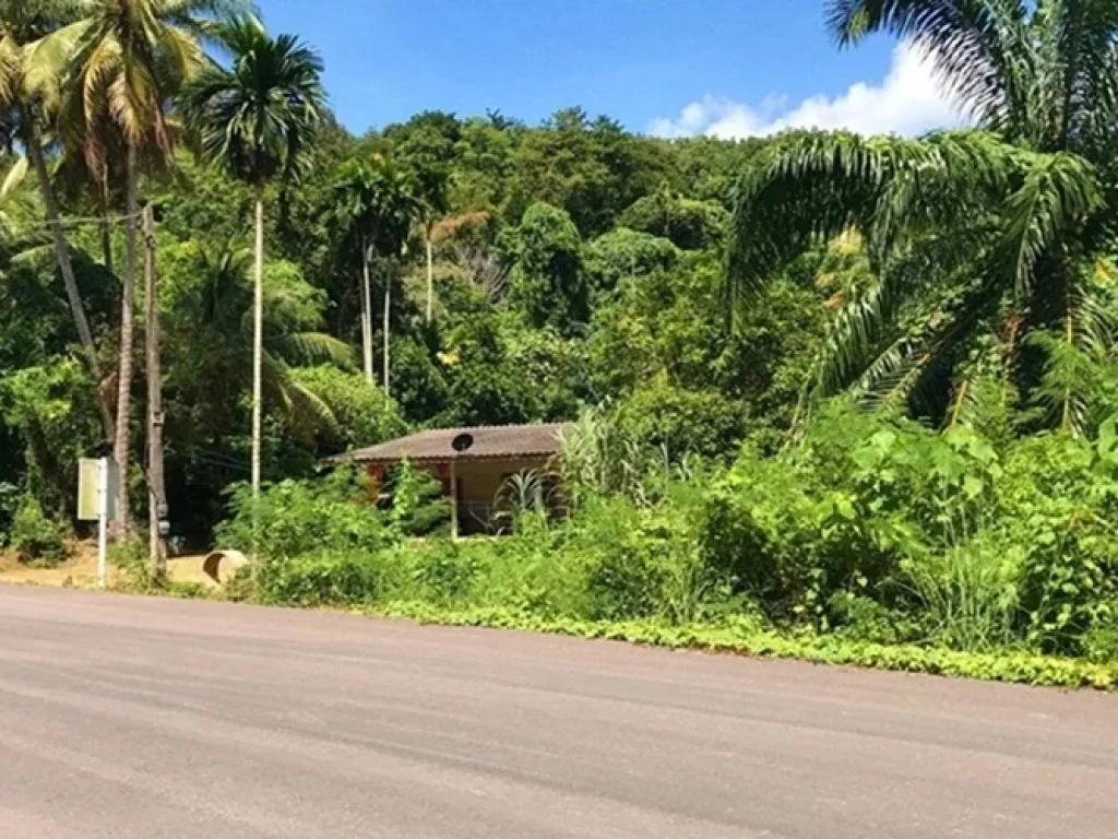 ขายที่ดิน เนื้อที่ 3 ไร่ บ้านบางหยี จชุมพร