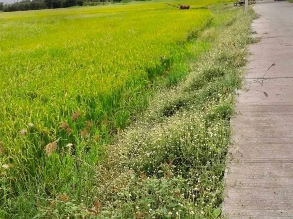 ขายที่ดินแปลงใหญ่ ตธนู บ้านสะแก พระนครศรีอยุธยา