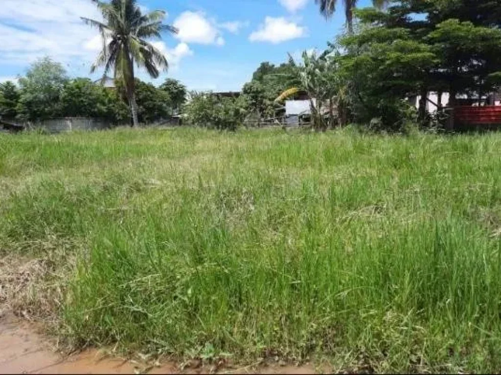 ขายที่ดิน บ้านหนองบัวบานเย็น ตำบลศรีสำราญ อคอนสวรรค์ จชัยภุูมิ