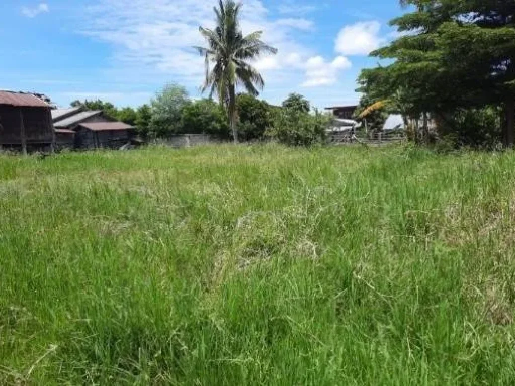 ขายที่ดิน บ้านหนองบัวบานเย็น ตำบลศรีสำราญ อคอนสวรรค์ จชัยภุูมิ