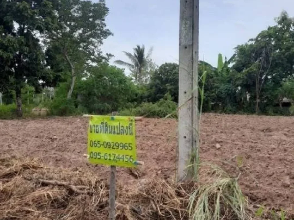 ขายที่ดิน สวนมันแกว บ้านหนองคลอง ตโสกปลาดุก อหนองบัวระเหว จชัยภูมิ