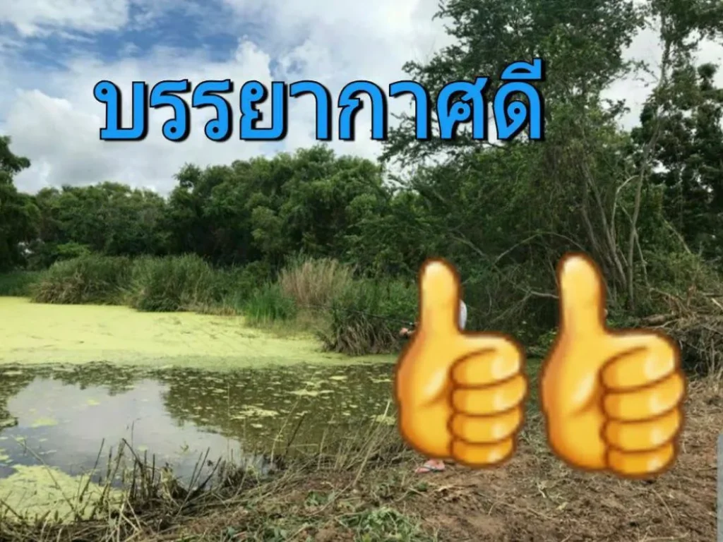 ขายที่ดินราคาถูกมาก 6 ไร่ครึ่ง โซนวัดสโมสร ตำบล ไทรใหญ่ อำเภอ ไทรน้อยนนทบุรี