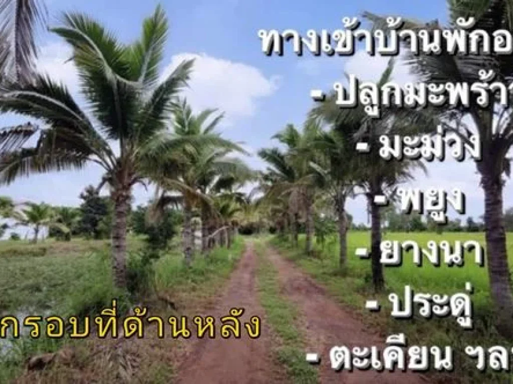 ขายที่ดินพร้อมสิ่งปลูกสร้าง จอุบลฯ อม่วงสามสิบ 7 ไร่ 1 งาน 33 ตรวา บ้านพักอาศัยพร้อมอยู่