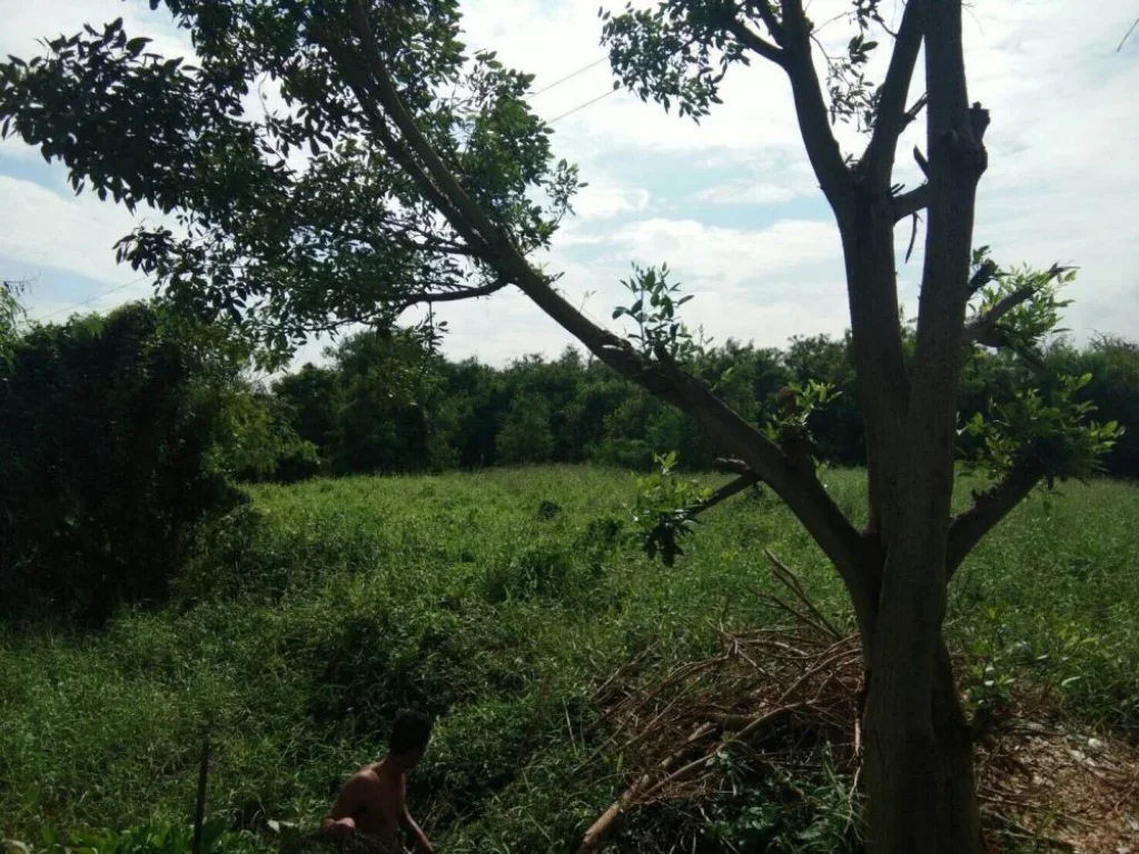 ขายที่ดินเลียบคลองทวีวัฒนา หนองแขม