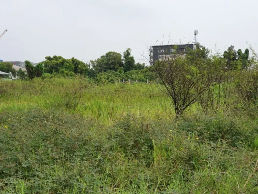 ขายที่ดิน แปลงมุม 363 ตรว ทำเลดีเหมาะสร้างโฮมออฟฟิศ ถศรีสมาน ตบ้านใหม่ อปากเกร็ด