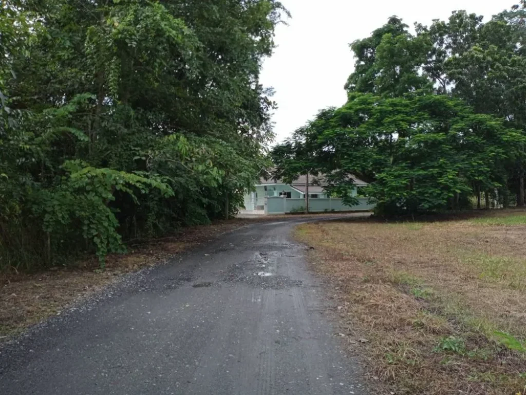 ขายที่ดินป่าป้องดอยสะเก็ต ติดถนนสี่ด้าน ราคาถูก