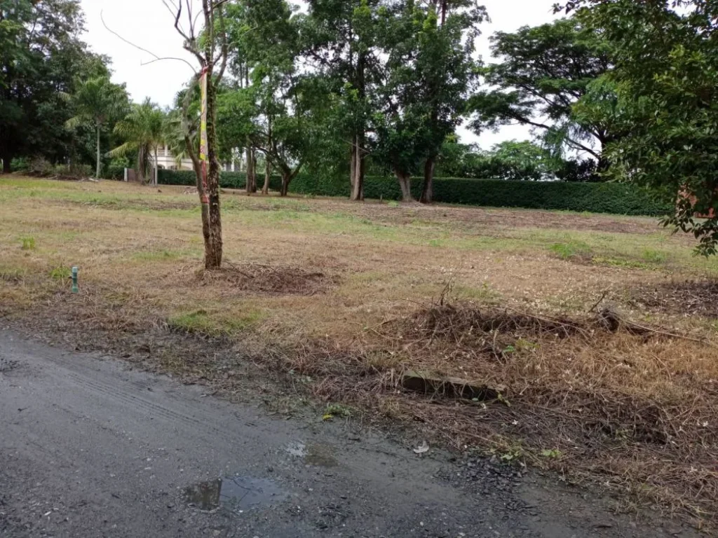 ขายที่ดินป่าป้องดอยสะเก็ต ติดถนนสี่ด้าน ราคาถูก