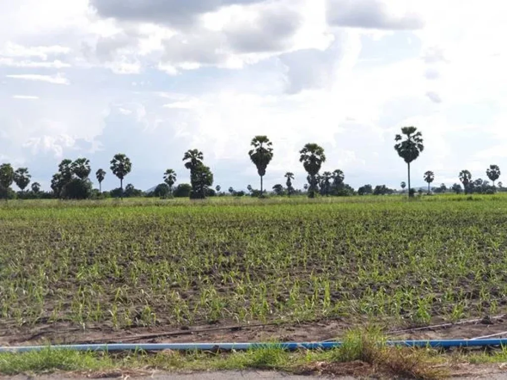 ขายที่ดินสุพรรณบุรี ติดถนนทางหลวง ตจรเข้สามพัน ออู่ทอง จสุพรรณบุรี เนื้อที่ 44 ไร่ 3 งาน 10 ตรว