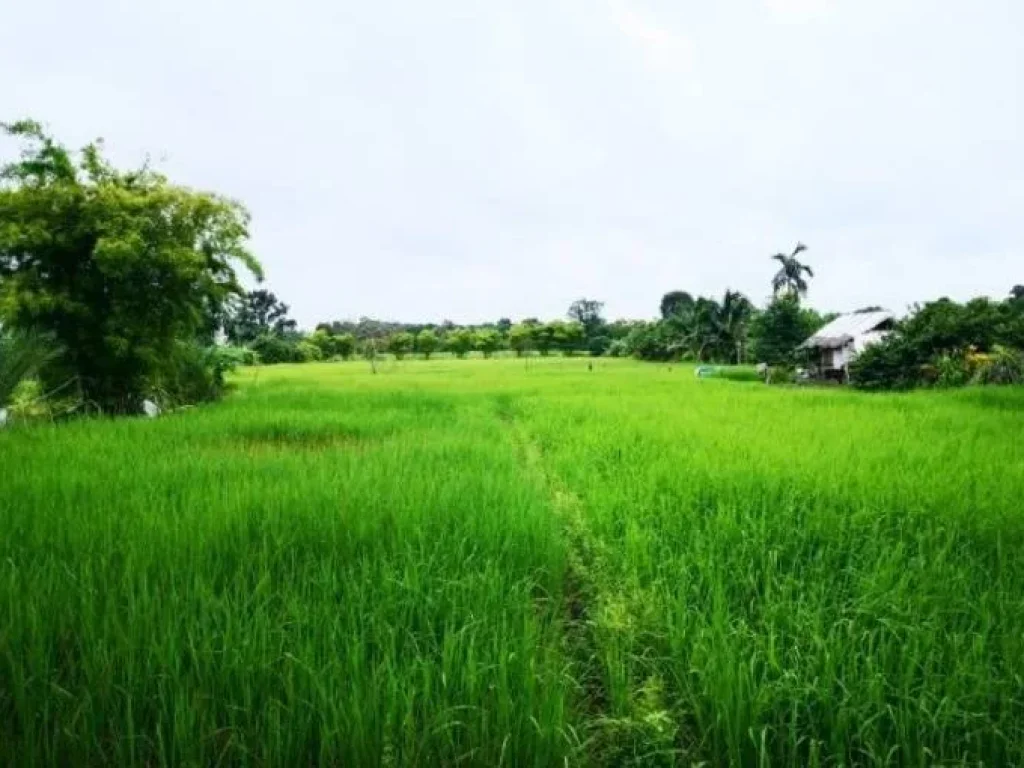 ขายที่ดินสวนพร้อมบ้าน มีโฉนดพร้อมโอน อำเภอโซ่พิสัย จังหวัดบึงกาฬ