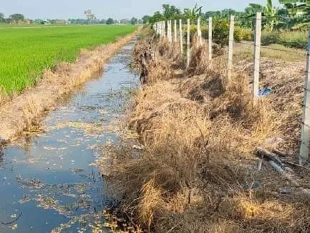 ขายที่ดิน อลาดหลุมแก้ว จปทุมธานี ทุ่งนา ทำเลสวย ราคาถูก