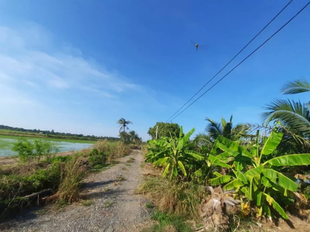 ขายที่ดิน 10 ไร่ ราคายกแปลง 5 ล้านบาท พื้นที่สวนมะพร้าวน้ำหอม บ่อเลี้ยงปลา จ ฉะเชิงเทราCHA-292