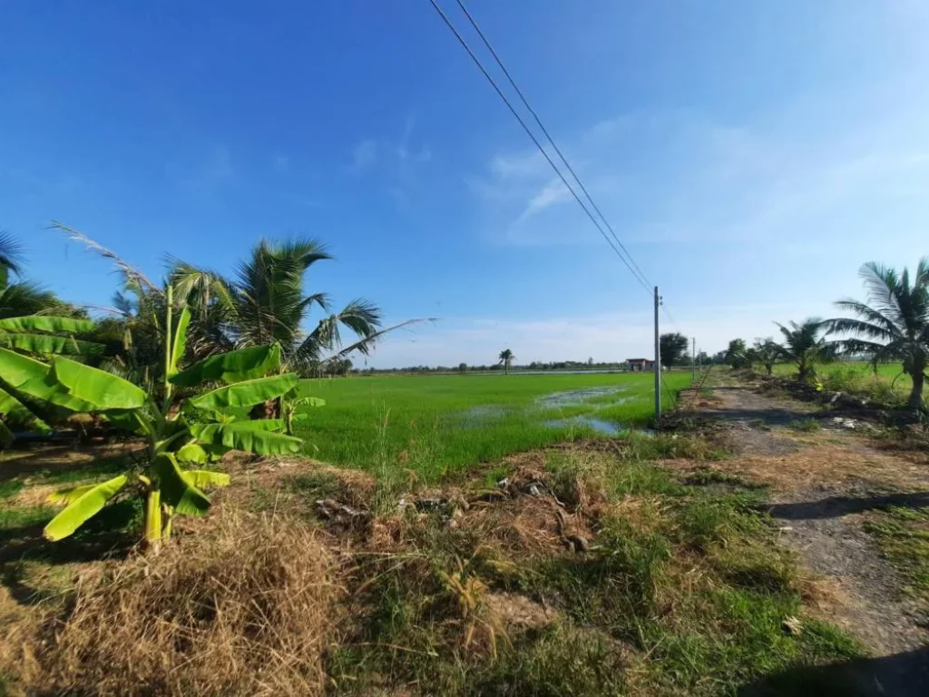 ขายที่ดิน 10 ไร่ ราคายกแปลง 5 ล้านบาท พื้นที่สวนมะพร้าวน้ำหอม บ่อเลี้ยงปลา จ ฉะเชิงเทราCHA-292