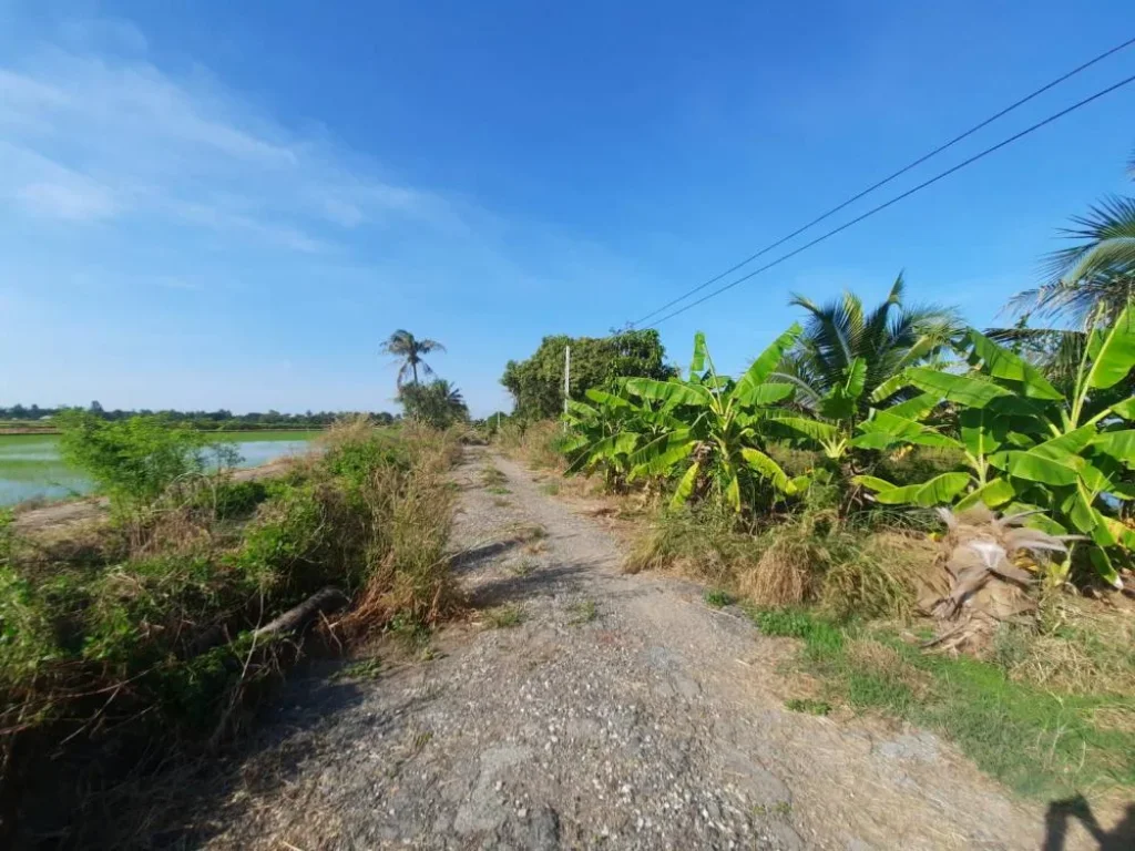 ขายที่ดิน 10 ไร่ ราคายกแปลง 5 ล้านบาท พื้นที่สวนมะพร้าวน้ำหอม บ่อเลี้ยงปลา จ ฉะเชิงเทราCHA-292