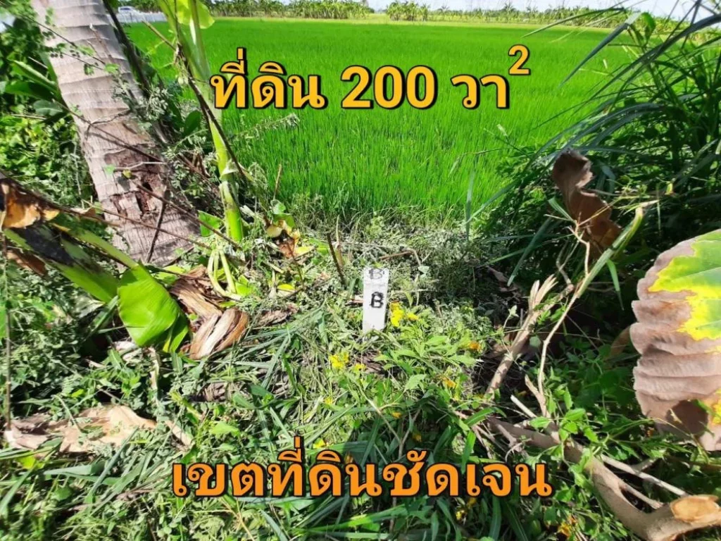 ขายที่ดินไทรน้อย 200 ตารางวา ซอยโรงเรียนบ้านคลองฝรั่ง เหมาะสร้างบ้านโกดัง ถนน บางกรวย-ไทรน้อ