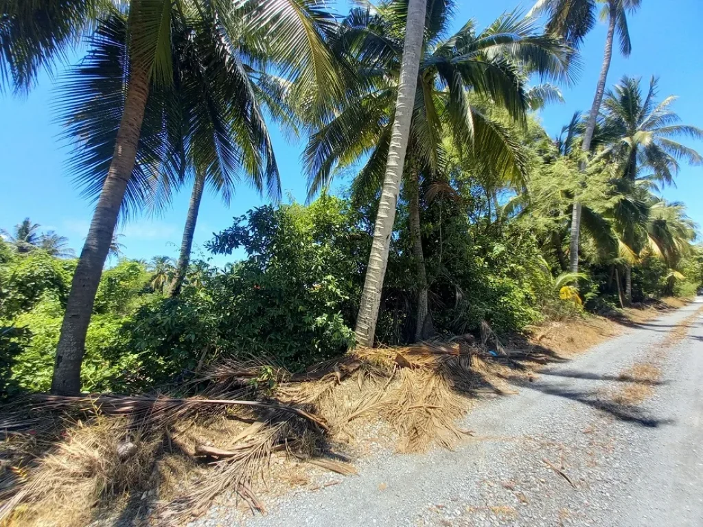 ขาย ที่ดินสวนชมพู่พันธ์ุทับทิมจันทน์ สามพราน นครปฐม