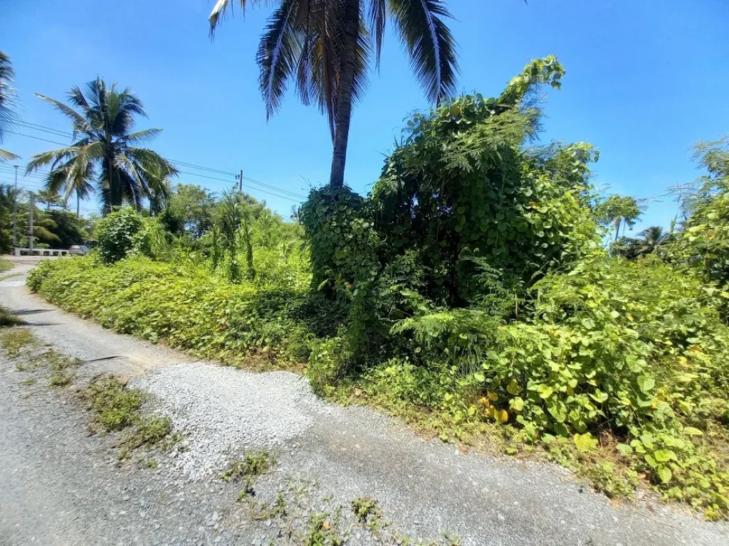 ขาย ที่ดินสวนชมพู่พันธ์ุทับทิมจันทน์ สามพราน นครปฐม