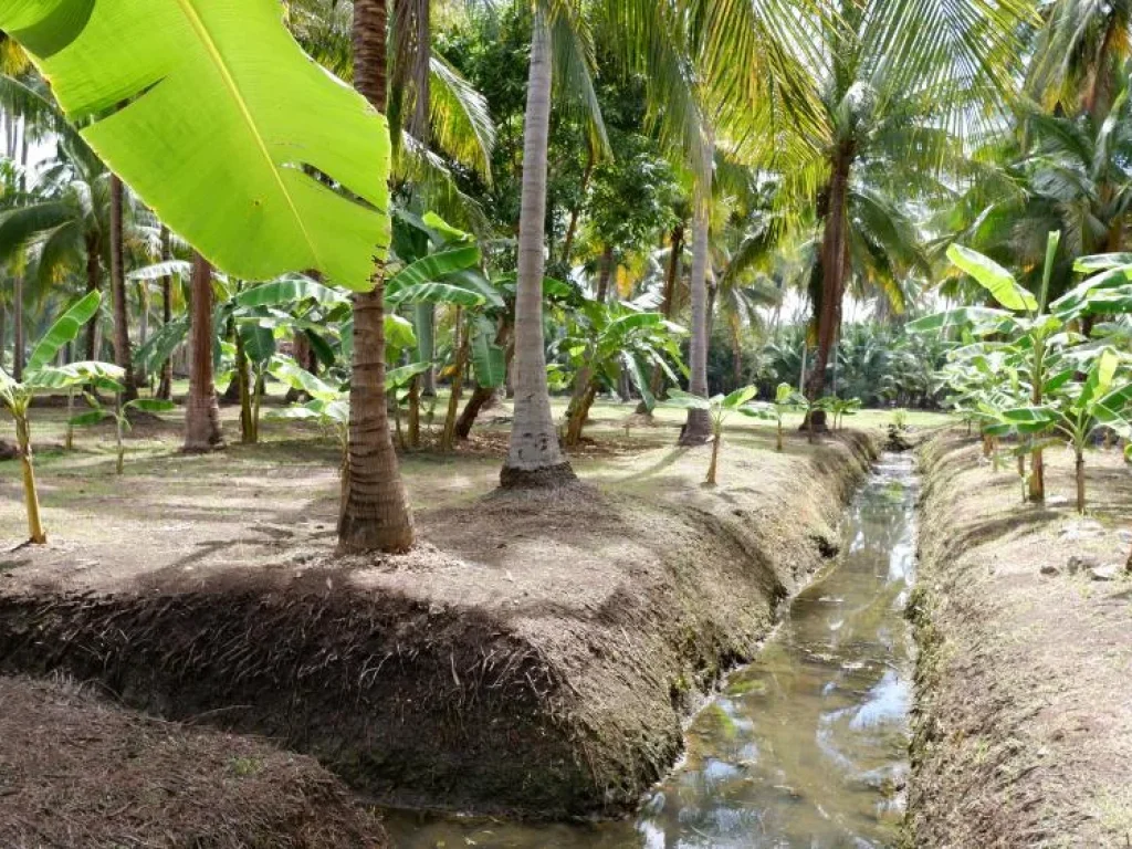 ที่ดินทำเลสวย ราคาถูก สนใจพิเศษต่อรองได้ อำเภอบางคนที ติดคลองบางคนที