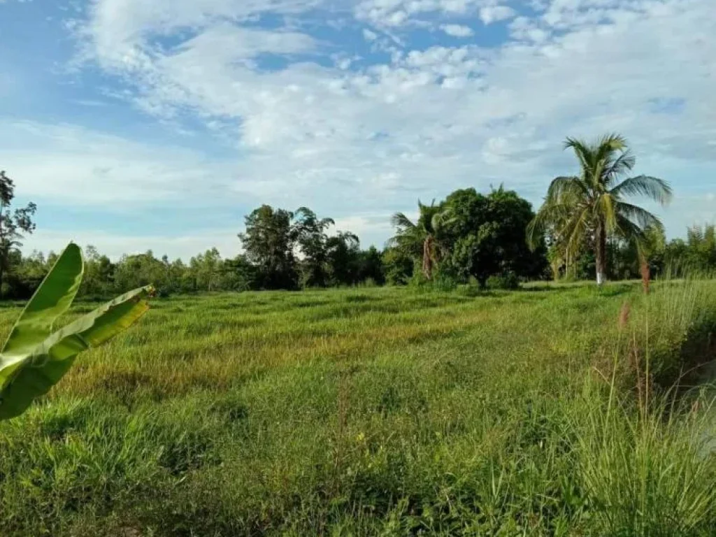 ขายที่สวยมาก เนื้อที่ 13ไร่พิกัดบ้านหม้อทอง ตนากระแซง อเดชอุดมจอุบลราชธานี