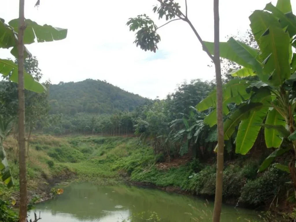 ขายสวนยาง พร้อมบ้านหรู 1 หลัง ตบ้านคา อเมือง จลำปาง