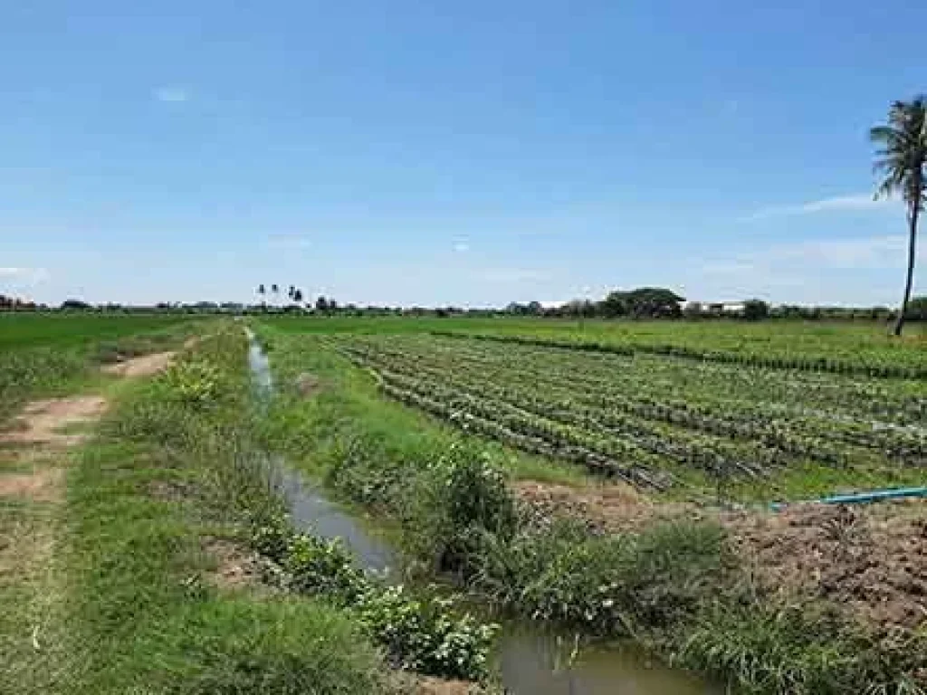 ขายที่ดินเหมาะทำเกษตร ติดถนนใหญ่สาย 340 ศรีประจันต์