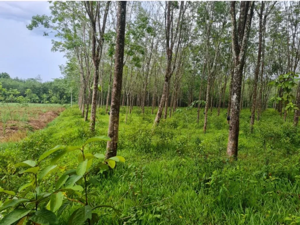 ขายที่ดินพร้อมสวนยาง จพัทลุง อกงหรา เจ้าของขายเอง