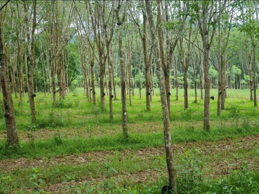 ขายที่ดินพร้อมสวนยาง จพัทลุง อกงหรา เจ้าของขายเอง