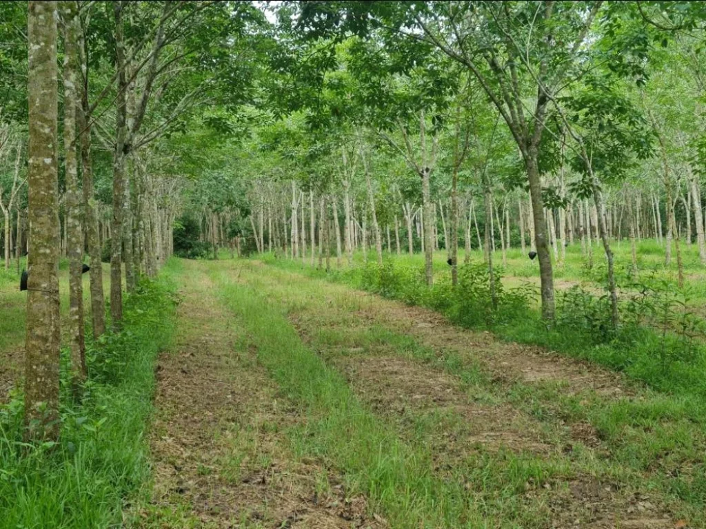 ขายที่ดินพร้อมสวนยาง จพัทลุง อกงหรา เจ้าของขายเอง