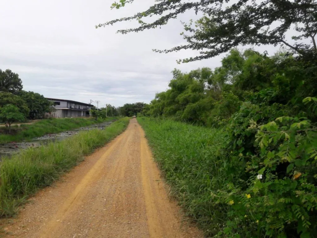 ขายที่ดิน20ไร่ บึงบอน51ถนนรังสิต-นครนายกเลียบคลอง8 จ ปทุมธานี