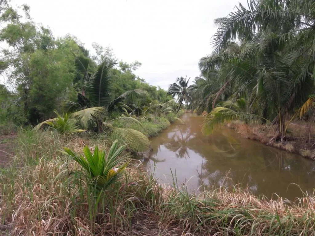 ขายที่ดิน20ไร่ บึงบอน51ถนนรังสิต-นครนายกเลียบคลอง8 จ ปทุมธานี