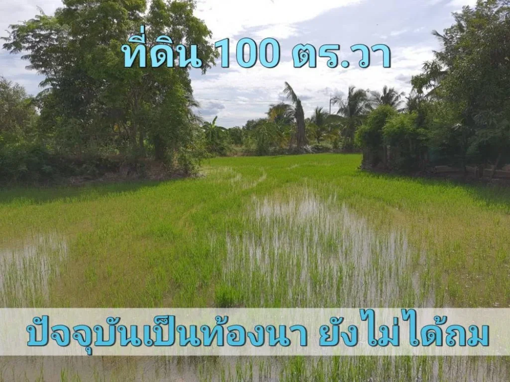 ขายที่ดินศาลายา 100 ตารางวา ซอยศาลายา27 ถนนดาวทอง อพุทธมณฑล จนครปฐม