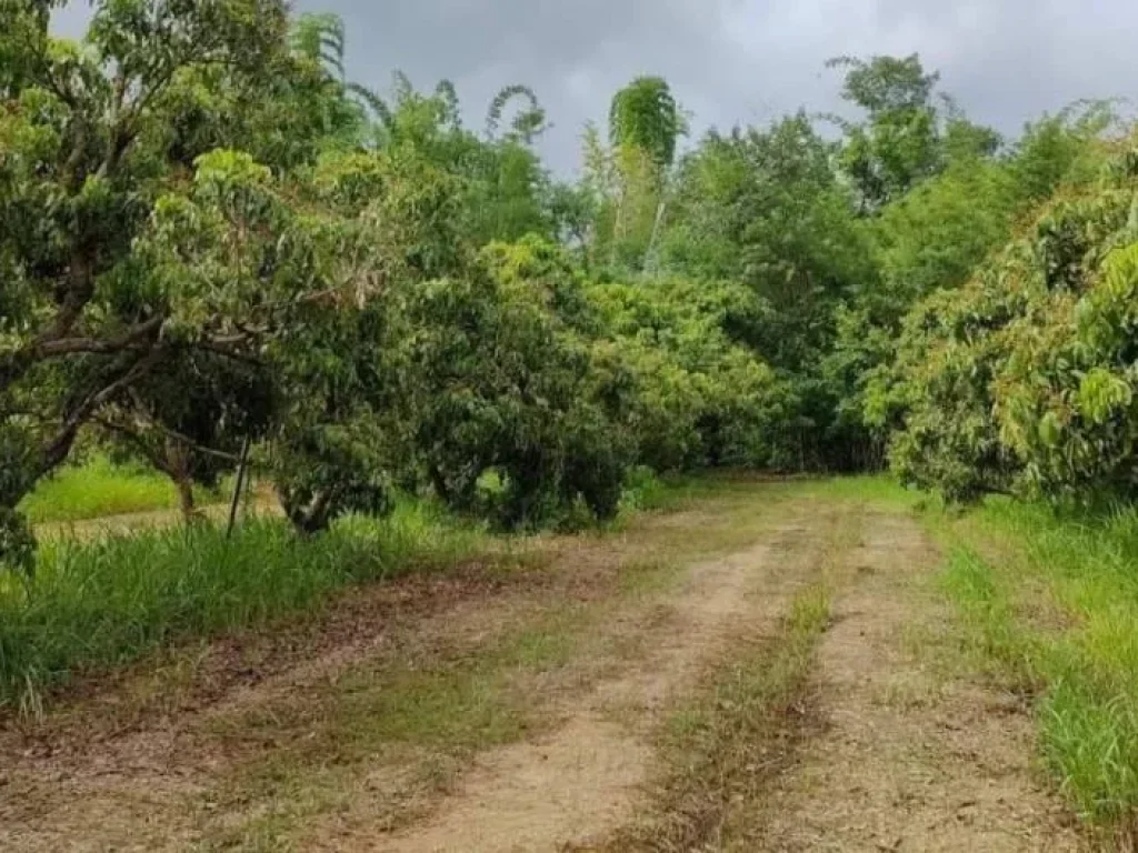 ขายสวนลำใยสันป่าตอง ติดคลองน้ำบ้านแม โฉนดพร้อมโอน ราคาถูก