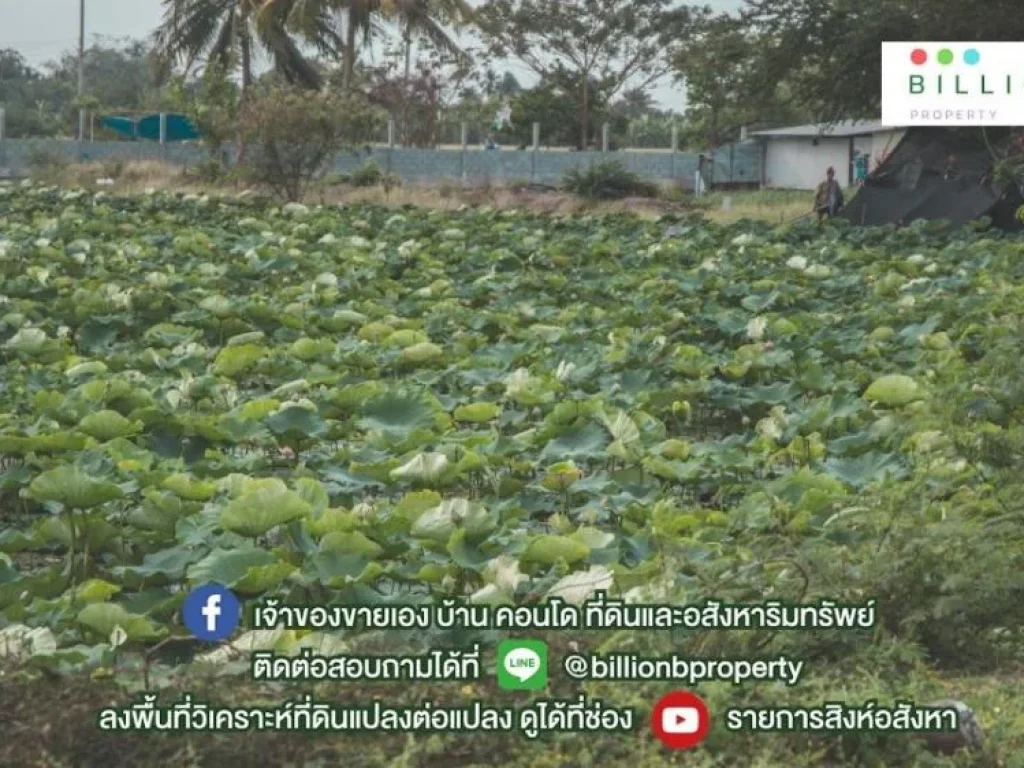 เมืองหลวงควันและฝุ่นมากมาย มองหาธรรมชาติที่แสนสบายอยู่หรือป่าว