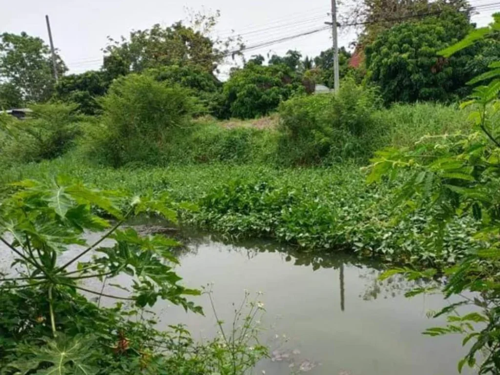 ขายที่ดินหน้าติดถนนหลังติดน้ำปิงน้อย สารภี โฉนดพร้อมโอน