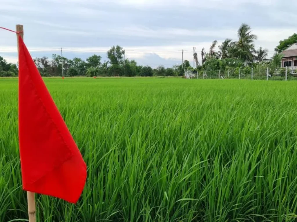 ที่ดินทำเลทอง ที่ดินแบ่งแปลง บ้านคลองขวาง อไทรน้อย จนนทบุรี