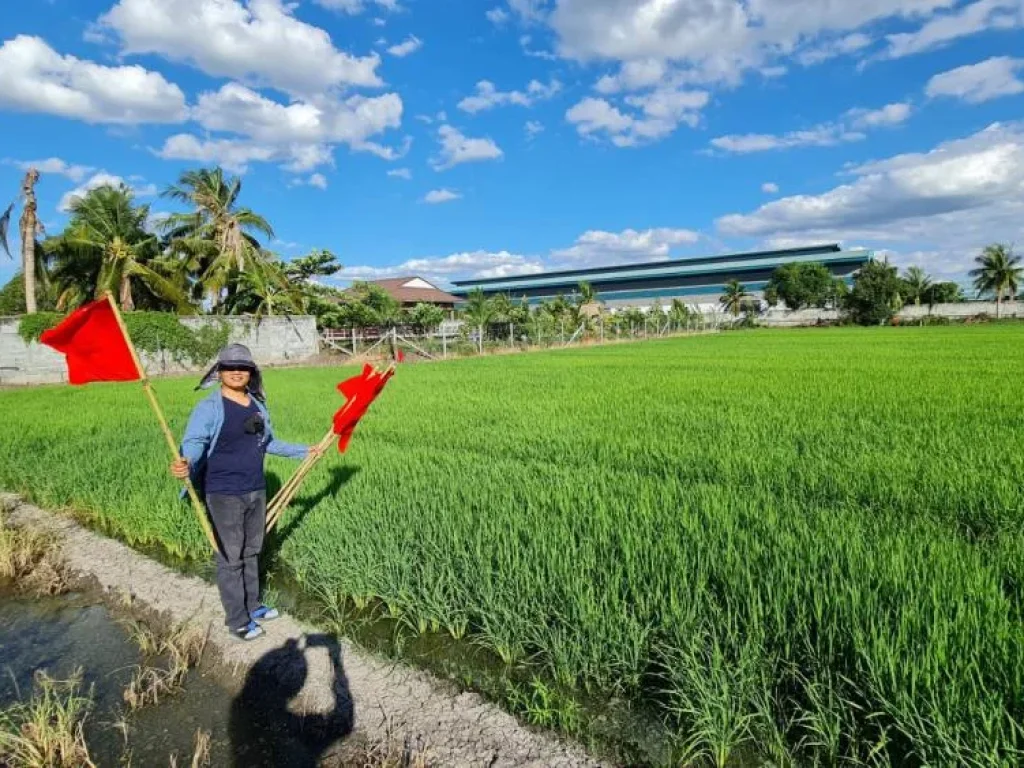 ที่ดินทำเลทอง ที่ดินแบ่งแปลง บ้านคลองขวาง อไทรน้อย จนนทบุรี