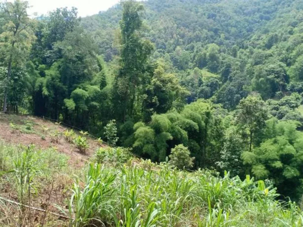 ขายที่ดินบ้านปงหางดง ติดถนนหลัก เอกสาร นส3 พร้อมขายราคาถูก