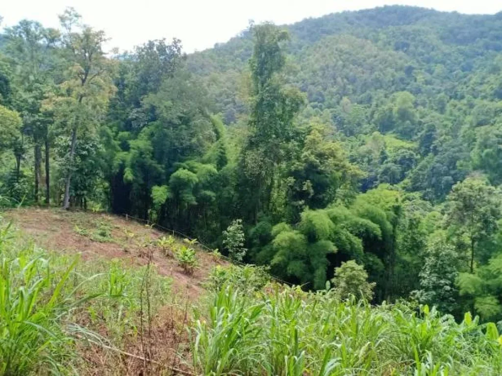 ขายที่ดินบ้านปงหางดง ติดถนนหลัก เอกสาร นส3 พร้อมขายราคาถูก